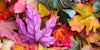 Eco Dyeing for Earth Day Image