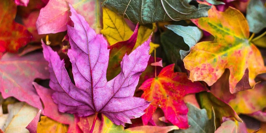 Eco Dyeing for Earth Day Image