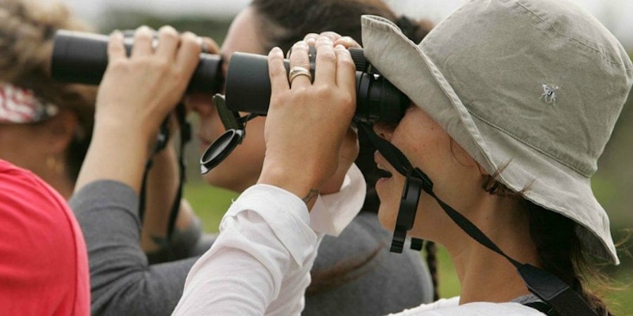 How to Spot a Weaver in the Wild Image