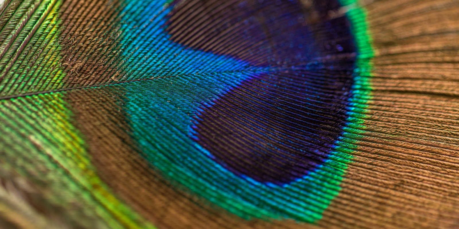 Iridescence on Simple Looms? Yes, you can! Primary Image