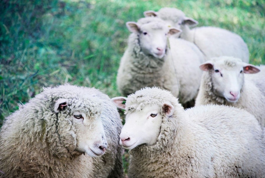 The Wonders of Wool: Sheep Image