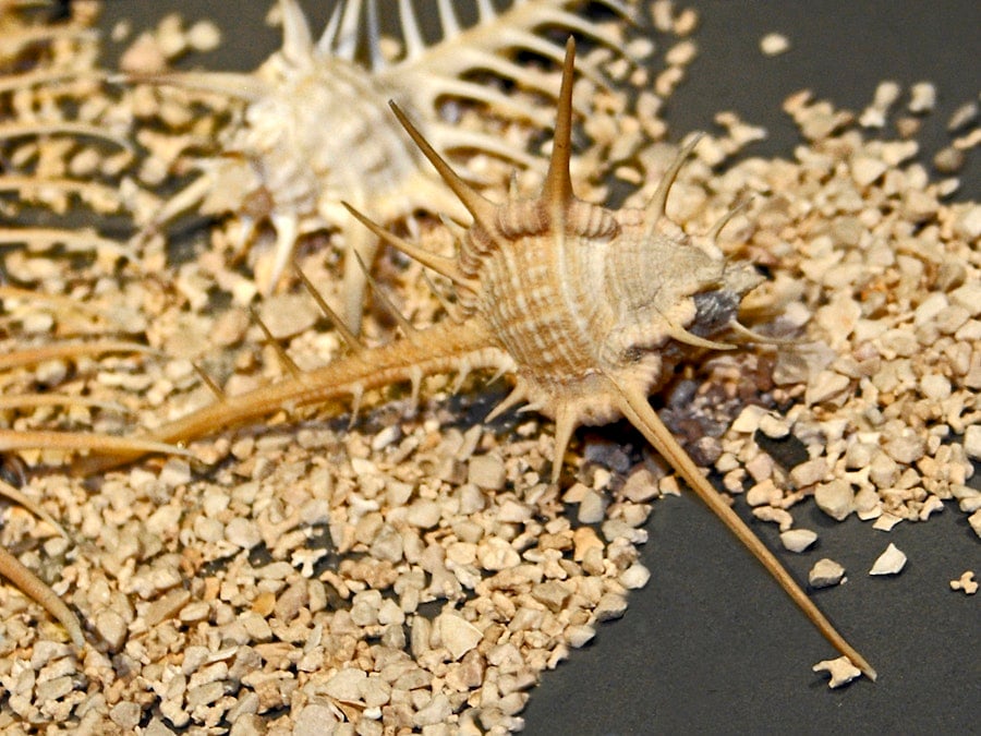 The Perfect Shade of Sea Snail Image