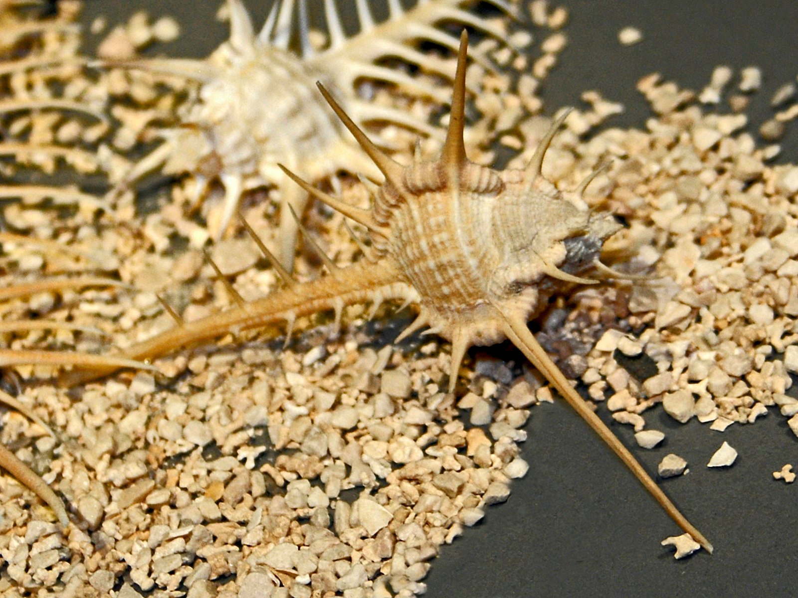 The Perfect Shade of Sea Snail Primary Image